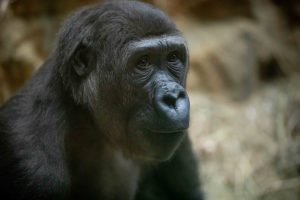 Western Lowland Gorilla Kayin Joins Saint Louis Zoo